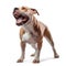 pitbull dog portrait with open mouth