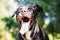 Pitbull dog portrait winking and smiling