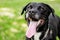 Pitbull dog portrait winking and smiling