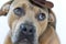 Pitbull Dog wearing Brown Cowboy Hat Closeup