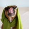 Pitbull dog wearing clothes, scarf and sunglasses with her tongue licking her nose