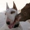 Pitbull kissing a Bull Terrier