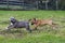 Pitbull and a mini bull terrier playing