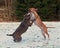 Pitbull play fighting with Bulldog in the Snow