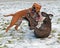 Pitbull play fighting with Olde English Bulldog