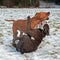 Pitbull play fighting with Olde English Bulldog