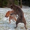 Pitbull play fighting with Olde English Bulldog