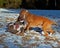 Pitbull play fighting with Olde English Bulldog