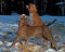 Pitbull play fighting with Olde English Bulldog