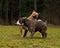 Pitbull play fighting with Olde English Bulldog