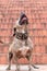 Pitbull playing and barking about to jump to catch his toy. Vertical photo of dangerous dog showing his teeth. Concept