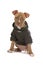 Pitbull puppy dog in jacket