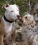 Pitbull puppy getting a kiss