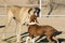 Pitbull puppy kissing her Great Dane buddy