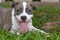 Pitbull puppy showing his tongue