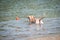 Pitbull terrier beige color on the beach