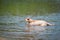 Pitbull terrier beige color on the beach