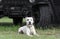 Pitbull Terrier under Hummer