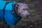 Pitbull wearing a light blue coat standing in lush green grass