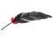 Pitch black feather with small red fluffy feathers