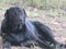  Pitch Black female Labrador Canine Pet lying on her side on grass