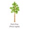 Pitch pine icon, flat style