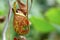 Pitcher ,carnivorous plant,Nepenthes