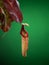 Pitcher cup of the exotic carnivorous plant Nepenthes Miranda