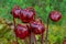 Pitcher Plant