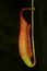 Pitcher Plant