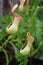 Pitcher plant