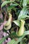 Pitcher plant