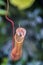 Pitcher plant