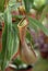 Pitcher Plant