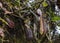 Pitcher plant from Borneo in Mulu National Park