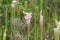 Pitcher Plant Growing  In A Swamp In Pensacola Florida.