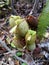 Pitcher plant grows in Borneo Malaysia