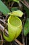 Pitcher plant - Nepenthes macfarlanei