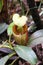 Pitcher plant - Nepenthes Villosa