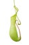 Pitcher plant nepenthes a vine and carnivorous tropical plant isolate on white background