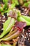 Pitcher plant ,Pitfall traps-a prey-trapping ,Carnivorous plants with macro image