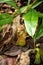 Pitcher plant in the rainforest