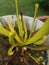 Pitcher plant Sarracenia carnivorous plant