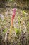 Pitcher Plant- Sarracenia leucophylla