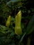 Pitcher plant in Sinharaja Rain forest,Srilanka