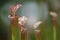 Pitcher Plants