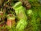 Pitcher Plants