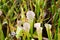 Pitcher plants