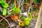 Pitcher plants, Borneo, Malaysia