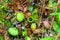 Pitcher plants, Borneo, Malaysia